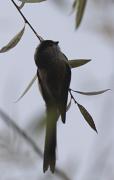 Mallerenga cuallarga (Aegithalos caudatus)