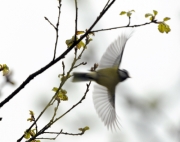 Mallerenga blava en vol (Parus caeruleus)