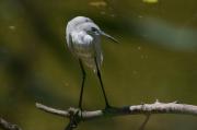 Martinet blanc(Egretta garzetta),entre cañas.