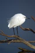 Martinet Blanc(Egretta garzetta)