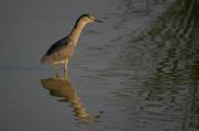 Martinet de nit(Nycticorax nycticorax)