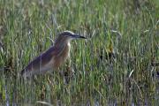 Martinet ros(Ardeola ralloides)