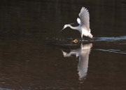 Martinet blanc (Egretta garzetta)