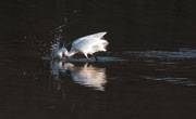 Martinet blanc (Egretta garzetta)