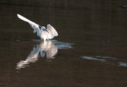 Martinet blanc (Egretta garzetta)