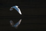 Martinet blanc (Egretta garzetta)