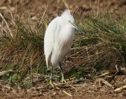 Martinet blanc (Egretta garzetta)