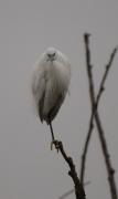 Martinet blanc (Egretta garzetta)