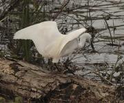 Martinet blanc (Egretta garzetta)