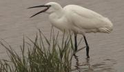 Martinet blanc (Egretta garzetta)