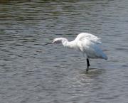 Martinet blanc (Egretta garzetta)