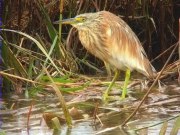 Martinet ros (Ardea ralloides)