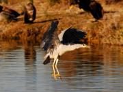 martinete (nycticorax nycticorax)