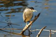 Martinete2 (nycticorax nycticorax)