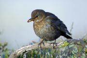 Merla(Turdus merula)