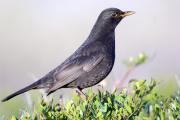 Merla(Turdus merula)