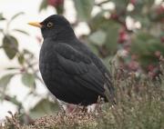 Merla (Turdus merula)