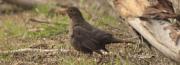 Merla (Turdus merula) mascle jove