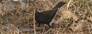 Merla (Turdus merula) mascle