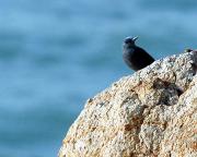 Merla blava. Roquero solitario. (Monticola solitarius)