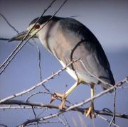 Martinet de nit, martinete común (Nycticorax nycticorax)