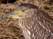 Martinet de nit jove, martinete (Nycticorax nycticorax)