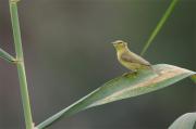 Mosquiter comú(Phylloscopus collybita)