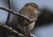 Mosquiter comú (Phylloscopus collybita)