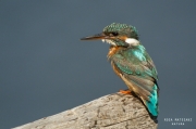 Blauet I (Alcedo atthis)