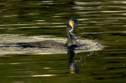 Corb marí gros (Phalacrocorax carbo)