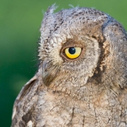 Xot (Otus scops)