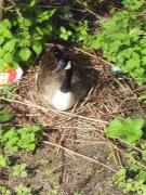 Oca del Canadà, barnacla canadiense (Branta Canadensis)