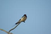 Oreneta vulgar(Hirundo rustica) el 11 de FEBRERO