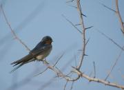 Oreneta vulgar(Hirundo rustica)