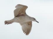 Gaviota argéntea