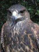 harris hawk (parabuteo unicinctus) 2