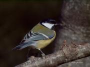 Ocells de La Garrotxa: Mallerenga Carbonera