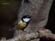 Ocells de La Garrotxa: Mallerenga Carbonera