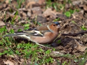 Ocells de La Garrotxa: Pinsà Comú