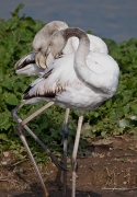 Visitants de pas al PNAE: Flamencs II