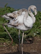 Visitants de pas al PNAE: Flamencs III