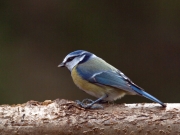 Ocells de La Garrotxa: Mallerenga Blava.