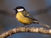 Ocells de La Garrotxa: Mallerenga Carbonera