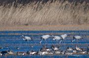 Gallocanta d'Empordà I