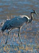 Gallocanta d'Empordà III