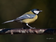 Ocells de La Garrotxa: Mallerenga Carbonera