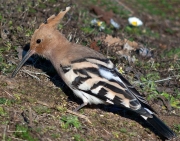 Ocells de La Garrotxa: Puput