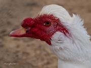 Cairina moschata