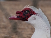 Cairina moschata II