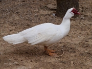 Cairina moschata III